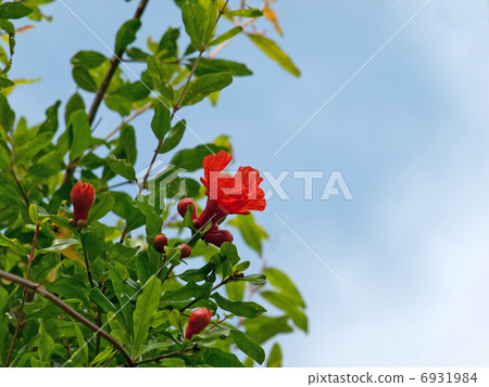 Pomegranate tree 6931984