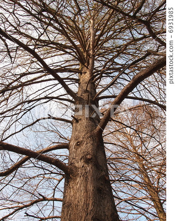 Nirimaki's name tree larkfish 6931985