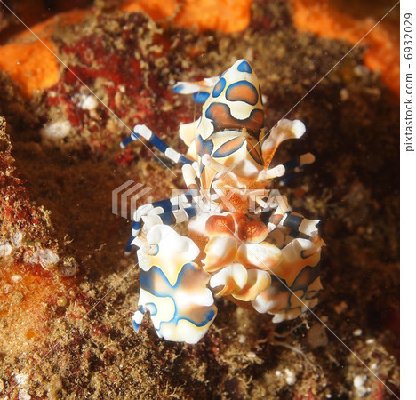 Horse deep-fried Horse deep-fried 6932029