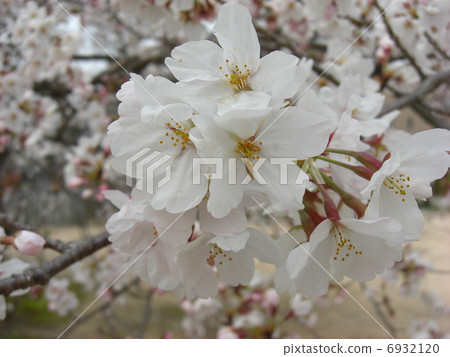 Cherry tree in full bloom  Cherry tree in full bloom  6932120