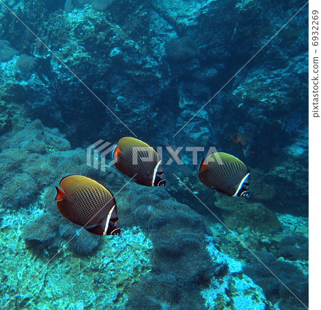 Corrale Barr飛魚 6932269