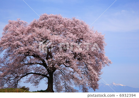 Cherry blossoms at Mizuka and Mt. Yatsugatake 6932394
