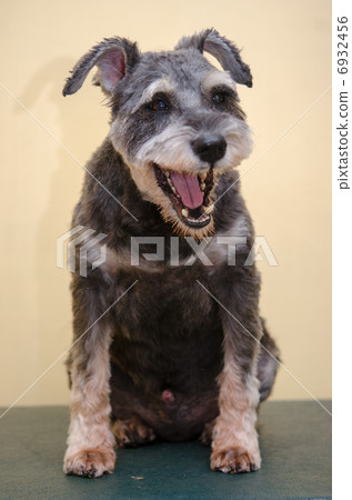  迷你雪納瑞犬 6932456