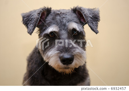  迷你雪納瑞犬 6932457