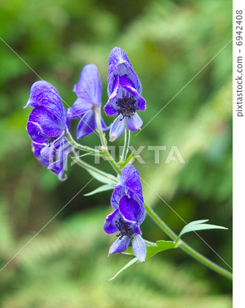 Miyama Torikabuto 6942408