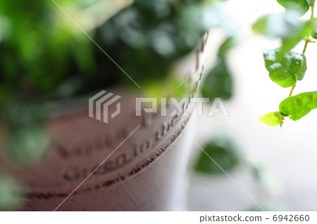 葉子植物 6942660