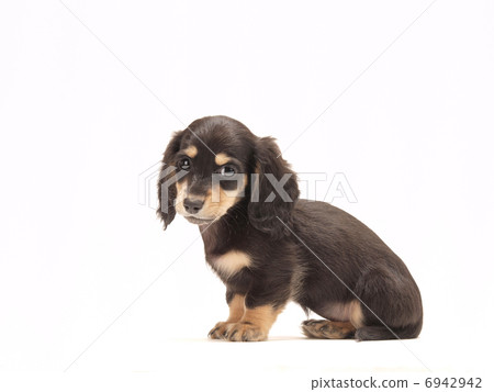 坐著的微型鴨子 6942942