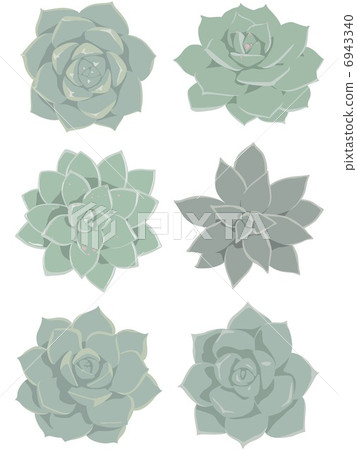 多汁植物 多汁植物 6943340