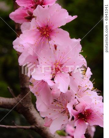 Hanamori Series that blooms in pink Hanamori Series that blooms in pink 6943341