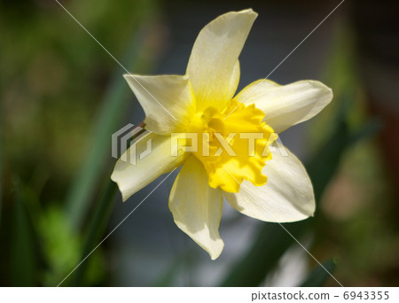 小號水仙花 小號水仙花 6943355