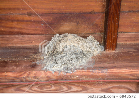 Swallow's nest 6943572