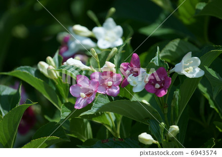 我是Hakone Kagi Hakone Utsugi。 6943574