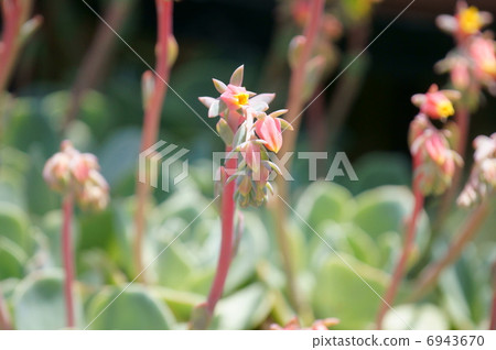 Ekebelia · Elegance Japanese name is Seven Lucky God Ekebelia · Elegance Japanese name is Seven Lucky God 6943670
