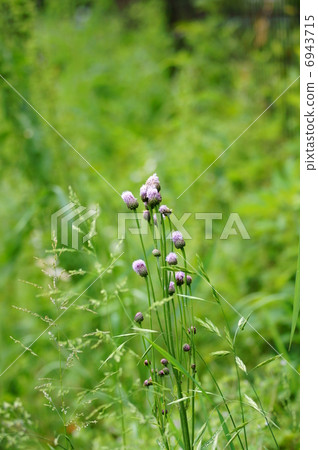 我叫Fox Rabbit Fox。 我叫Fox Rabbit Fox。 6943715