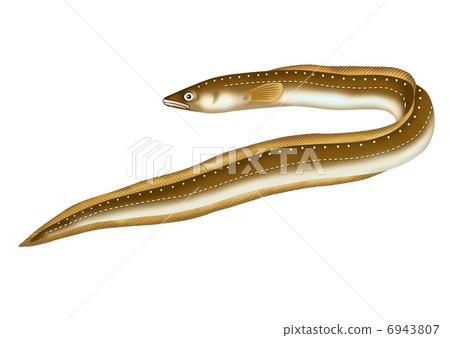 eel 6943807