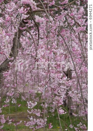 死棕色櫻桃樹 死棕色櫻桃樹 6944271