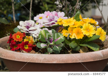 Leafy Peony and Primula Julian 6944577