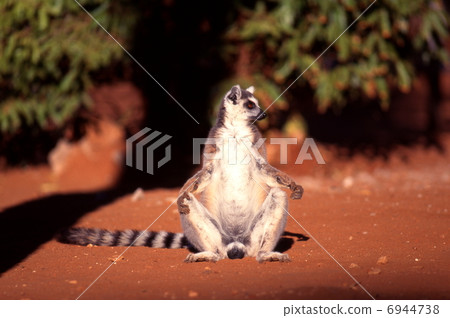 西瓜曬日光浴 西瓜曬日光浴 6944738