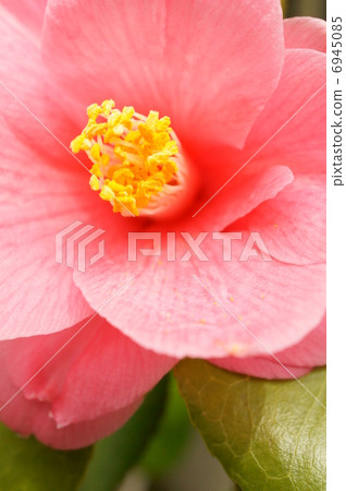 Higo camellia Higo camellia 6945085