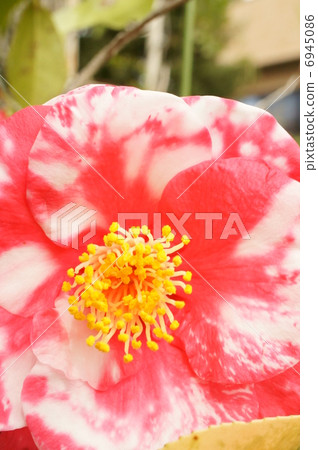 Higo camellia Higo camellia 6945086