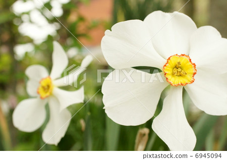 Lipstick daffodil 6945094
