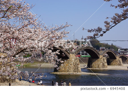 Kintai Bridge / Sakura Kintai Bridge / Sakura 6945408