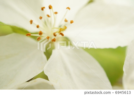 Otome apple flower Otome apple flower 6945613
