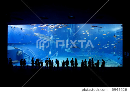 Churaumi Aquarium 6945626