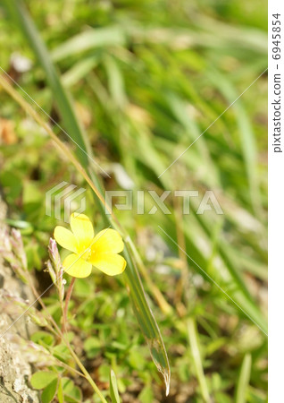 Oxalis flower Oxalis flower 6945854