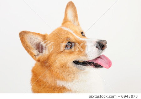 威爾士柯基犬彭布羅克 6945873