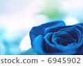 玫瑰 6945902