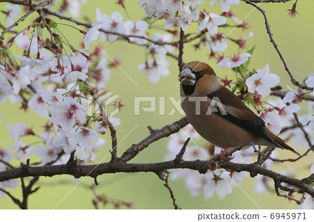 Sakura with cherry blossoms in full bloom 6945971
