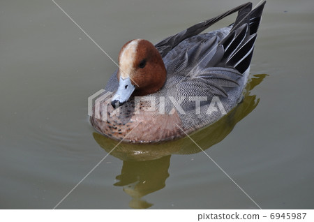 Hydrigam to swim 6945987