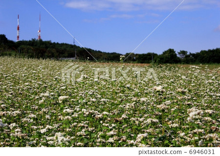 蕎麥花 蕎麥花 6946031