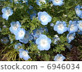 blue flower	 6946034
