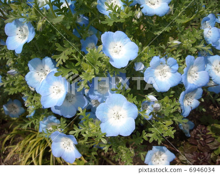 blue flower	 6946034