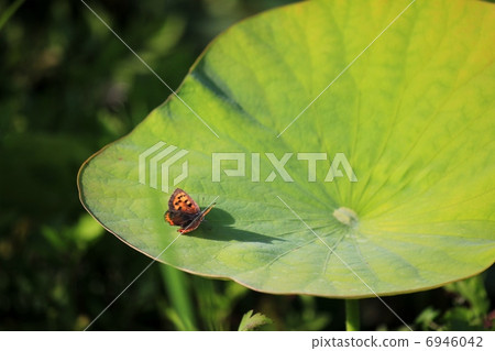 用荷葉休息一下 用荷葉休息一下 6946042