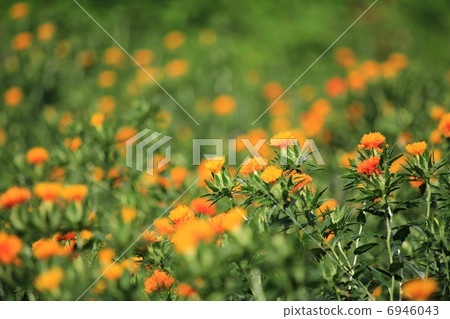 高瀨的鋸末 6946043