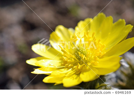 Adonis ramosa Adonis ramosa 6946169