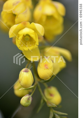 Heiraginanten(Hiiri Nan Ten) Heiraginanten(Hiiri Nan Ten) 6946388