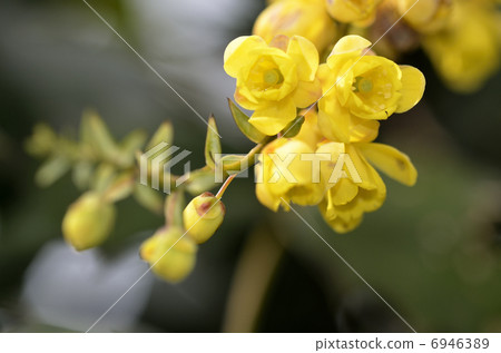 Heiraginanten(Hiiri Nan Ten) Heiraginanten(Hiiri Nan Ten) 6946389