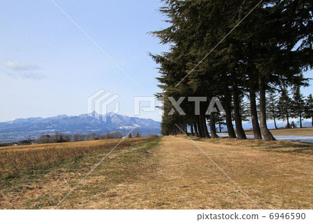 Himalayan cedar trees Himalayan cedar trees 6946590