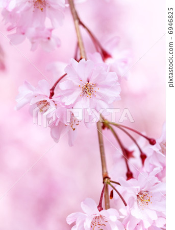 Up of cherry blossoms Up of cherry blossoms 6946825
