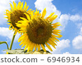 Sunflower 1 6946934