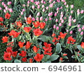  Flower garden 6946961