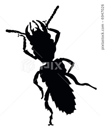 Insect isolated. Vector silhouette. EPS 8 Insect isolated. Vector silhouette. EPS 8 6947026