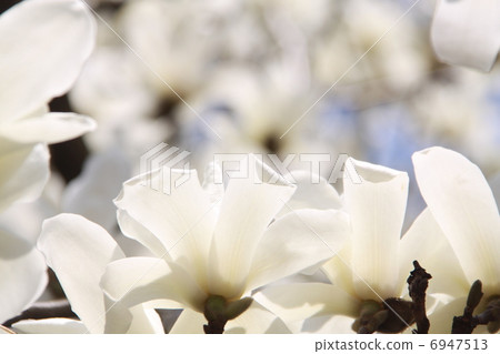 Magnolia 4 6947513