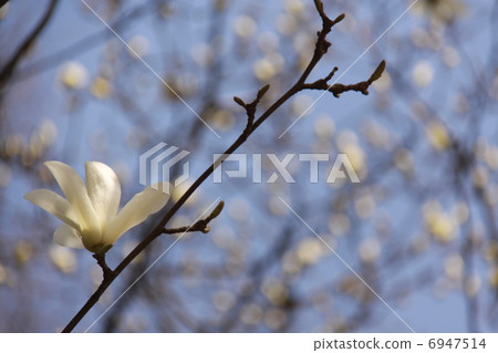 玉蘭5 玉蘭5 6947514