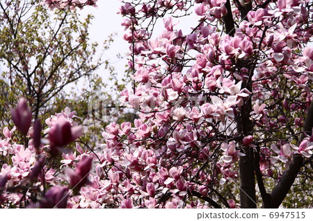 Magnolia pink 3 Magnolia pink 3 6947515