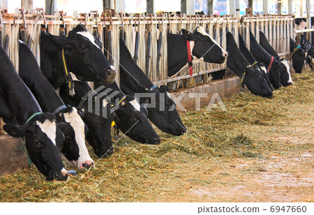 Cows in a stall at the farm in Israel. 6947660